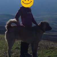 سگ سرابی نر