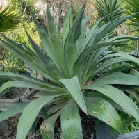 پالم سیکاس یوکا کاکتوس یاس هلندی