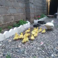 اردک اسرائیلی سفید و جوجه اردک اسرائیلی|حیوانات مزرعه|رشت, کوی عرفان|دیوار