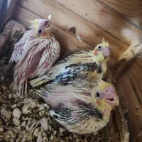 عروس هلندی سرلاکی