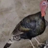 دوتا نرو ماده