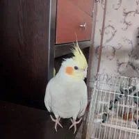 عروس هلندی ماده مولد