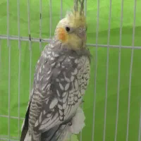 عروس هلندی نر|پرنده|شیروان (خراسان), |دیوار