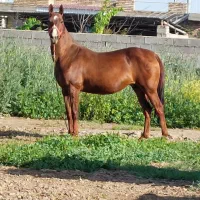 اسب ترکمن|اسب و تجهیزات اسبسواری|گنبد کاووس, |دیوار