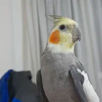 عروس هلندی  شیطون