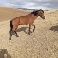 اسب نر|اسب و تجهیزات اسب‌سواری|میاندوآب, |دیوار