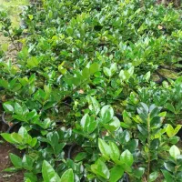 یاس هلندی|گل و گیاه طبیعی|رحیمآباد, |دیوار