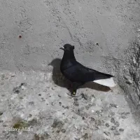 دم سفید صید