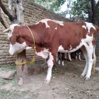 گوساله|حیوانات مزرعه|تهران, گیشا|دیوار