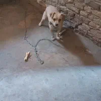 سگ پا کوتاه|سگ|کرمانشاه, |دیوار
