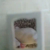 سلام یک جفت فنج کرم لایت|پرنده|شیراز, مسلم|دیوار