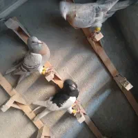 کفتر سوسنی دس اولی|پرنده|شیراز, سعدیه شمالی|دیوار