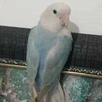 طوطی برزیلی ماده