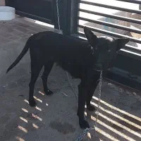 واگذاری مالینیوز