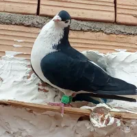 کفتر