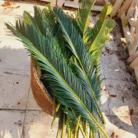 سلام،فروش برگ سیکاس