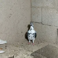 کبوتر|پرنده|آشخانه, |دیوار