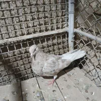 کفترکوهی مایدوم ماده