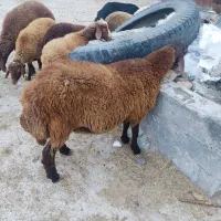 گوسفند بره ، کشتاری و گوشتی