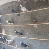 جوجه کفتر پرشی|پرنده|کاشان, کوچه باسکول|دیوار