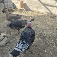 قوغاز اوکراینی و بوقلمون رسمی|حیوانات مزرعه|تهران, علم و صنعت|دیوار