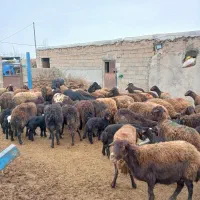 گوسفند داشتی|حیوانات مزرعه|بجنورد, |دیوار