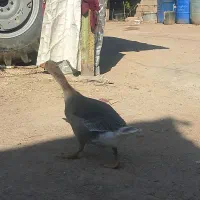 جوجه غاز