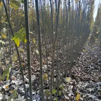 فروش نهال های کبوده رقم های خارجی بسیار مقاوم|خدمات باغبانی و درختکاری|شیراز, فرهنگیان|دیوار