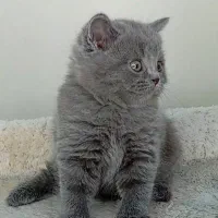 گربه بریتیش بلو