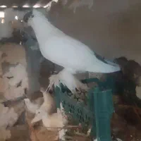 کبوتر هلمت (کله دمبی)|پرنده|لنده, |دیوار