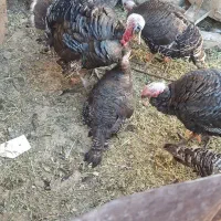 نر وماده بوقلمون برنز