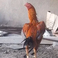 دو جفت لاری