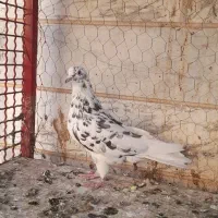 یه جفت تهرانی|پرنده|ابهر, |دیوار