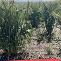 بذرگندم هیبرید اوکراینی|گل و گیاه طبیعی|شیراز, تحویلی|دیوار