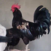 مرغ و خروس محلی ، کوشین و یک جفت لهستانی|حیوانات مزرعه|خورموج, |دیوار