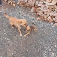 پاکوتاه|سگ|نیشابور, مازول|دیوار