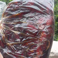 خرمای کبکاب