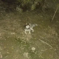 واگذاری توله هاسکی