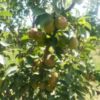 آلو قرمز  .گلابی درگزی .