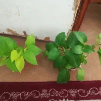 گل پتوس نئون ابلغ و سبز 75 هزار|گل و گیاه طبیعی|فسا, |دیوار