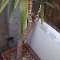 گل و گیاه|گل و گیاه طبیعی|تهران, خاک سفید|دیوار