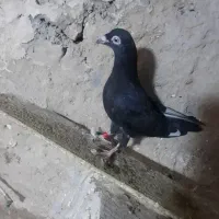 کفتر نقش با شماره