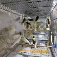 فروش جوجه قناری