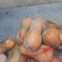 کدو حلوای. بشرط شیرین |خوردنی و آشامیدنی|محمدشهر, محمدشهر|دیوار