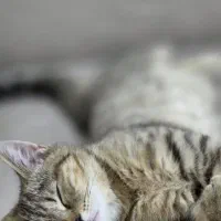 گربه بریتیش گلد