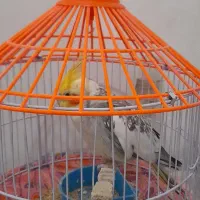عروس هلندی
