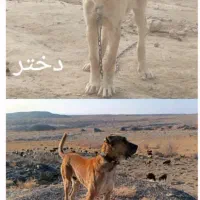 ماده عتیقه فروشی|سگ|چناران, |دیوار