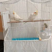 عروس هلندی|پرنده|پیرانشهر, |دیوار