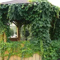 موچسب مو چسب گل چسب|گل و گیاه طبیعی|اصفهان, زاجان|دیوار