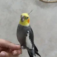 عروس هلندی سخنگو با لوازم